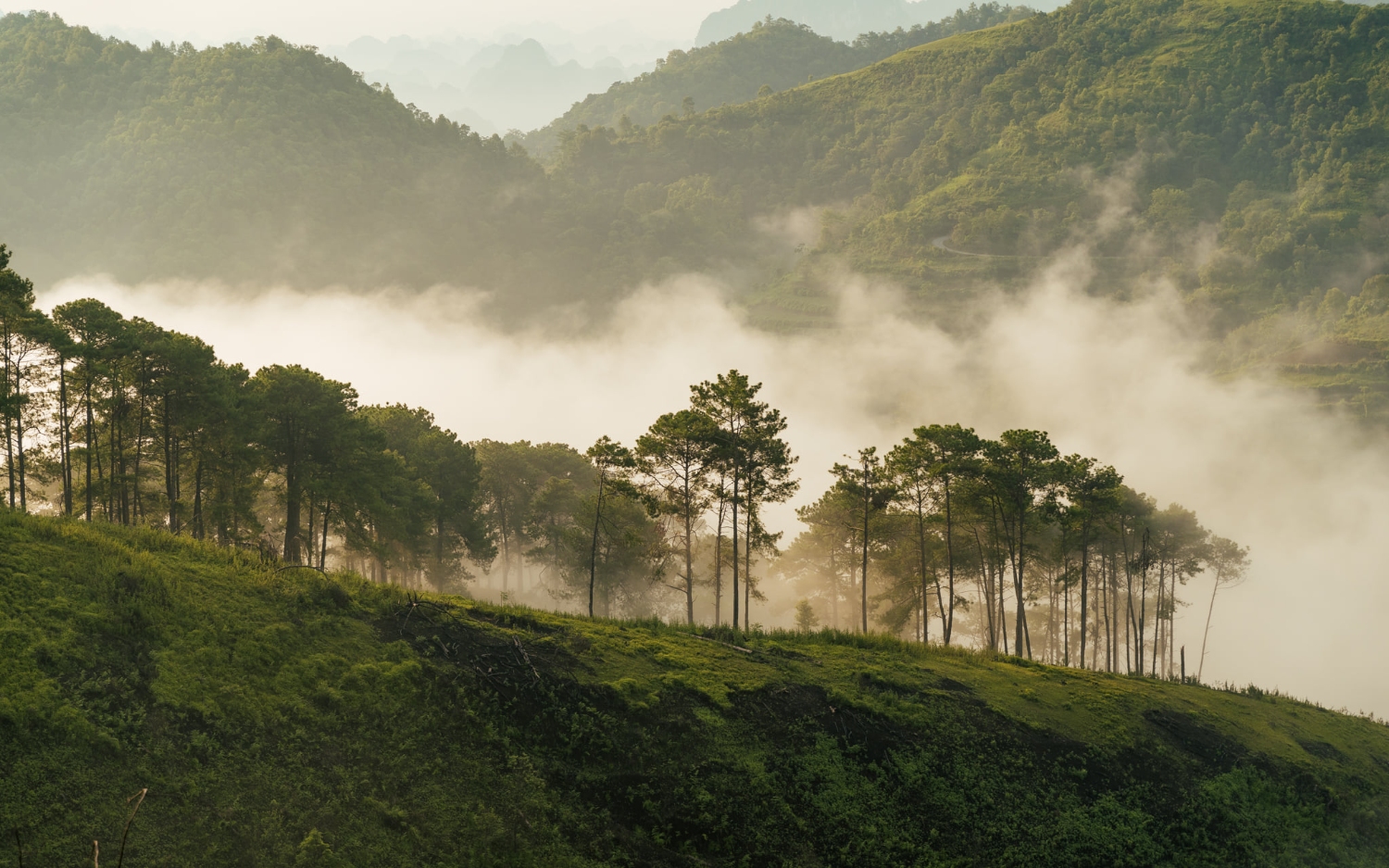 ảnh hiển thị