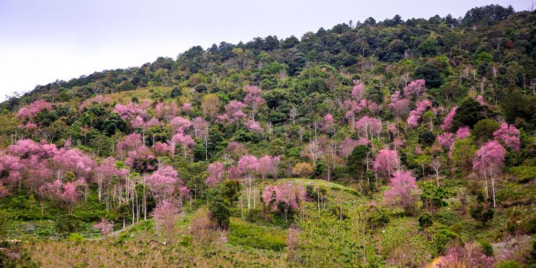 ảnh hiển thị